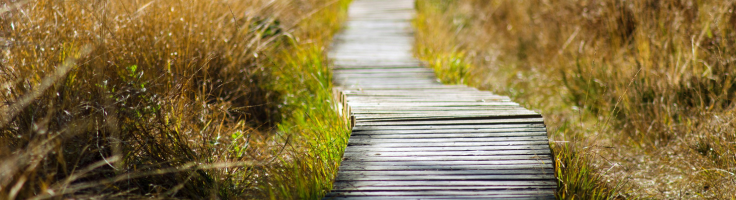 Path in the woods