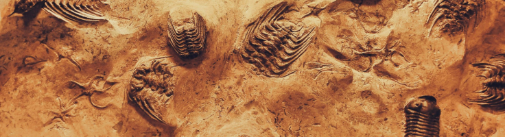 Fossils