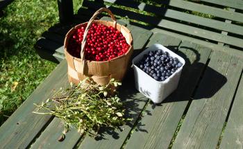 Fresh Finnish berries