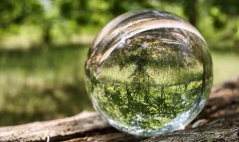 Forest reflected through a glass ball