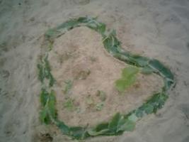 Green heart on the sand.